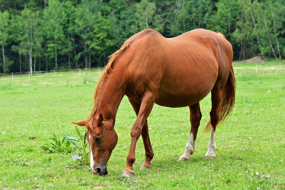 Broodmare for sale
