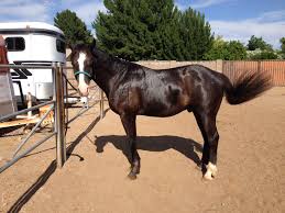 Seeking private transport for single horse