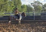 MCE EQUINE – breakers, handling and spelling/agistment