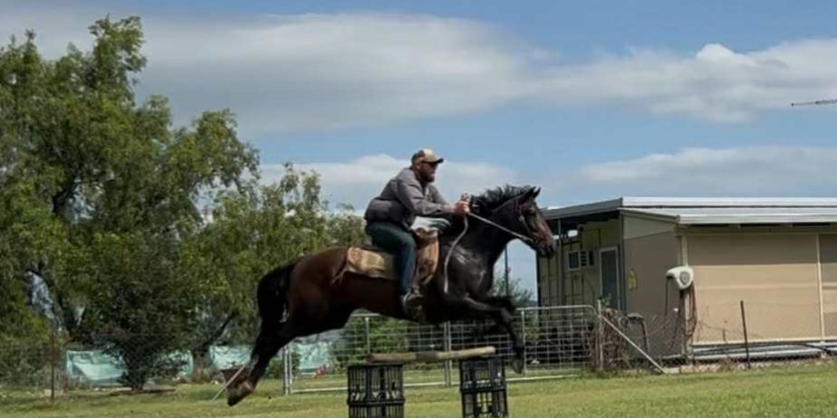 MCE EQUINE – breakers, handling and spelling/agistment