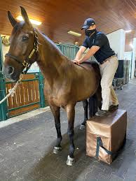 Sample Equine Health