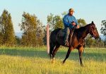MCE EQUINE – breakers, handling and spelling/agistment
