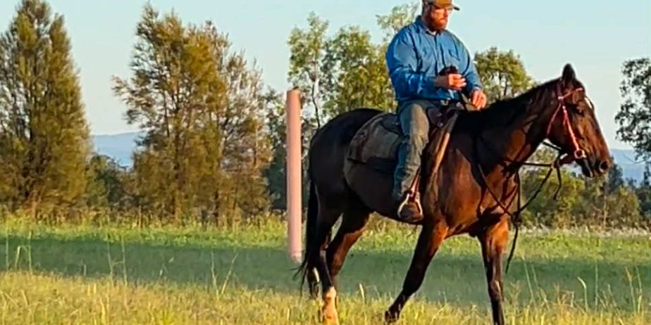 MCE EQUINE – breakers, handling and spelling/agistment