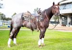 J5 Equine Australia