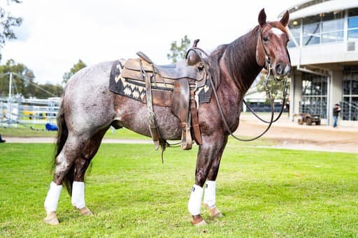 J5 Equine Australia