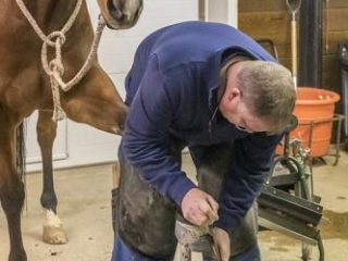 farrier