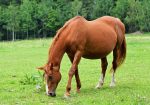Broodmare for sale