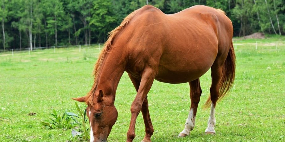 Broodmare for sale