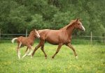 Broodmare for sale